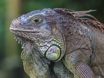 Iguana Picture