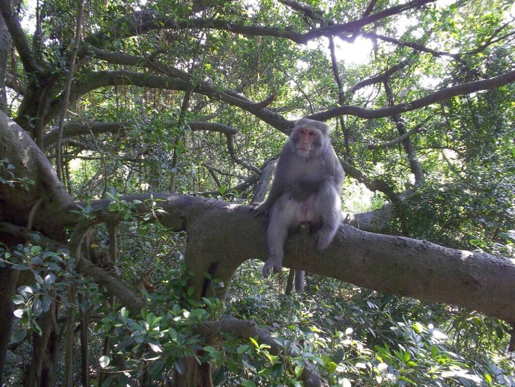 Monkey Mountain (Shoushan/Chaishan) 壽山